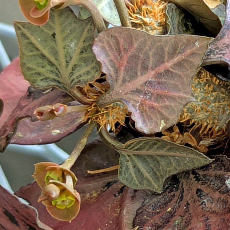 Euphorbia francoisii #12