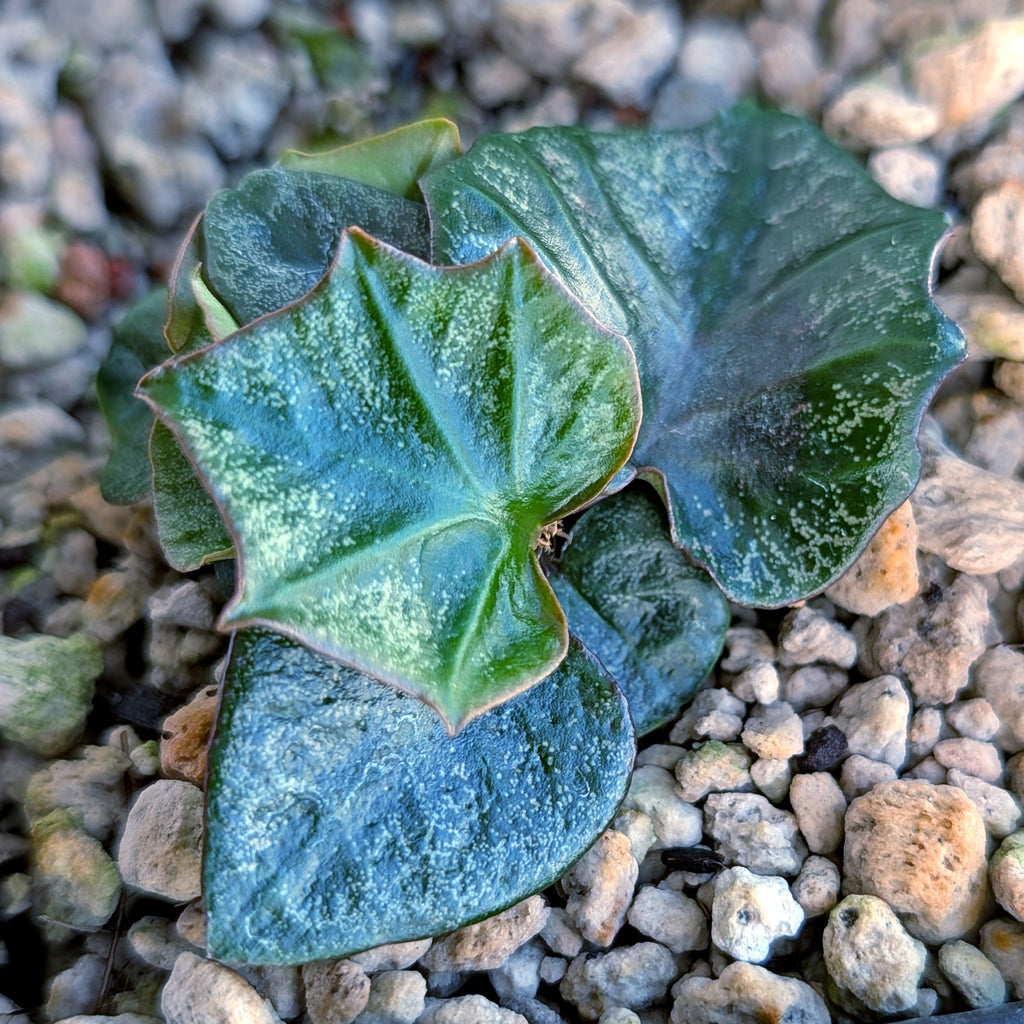Euphorbia francoisii #12