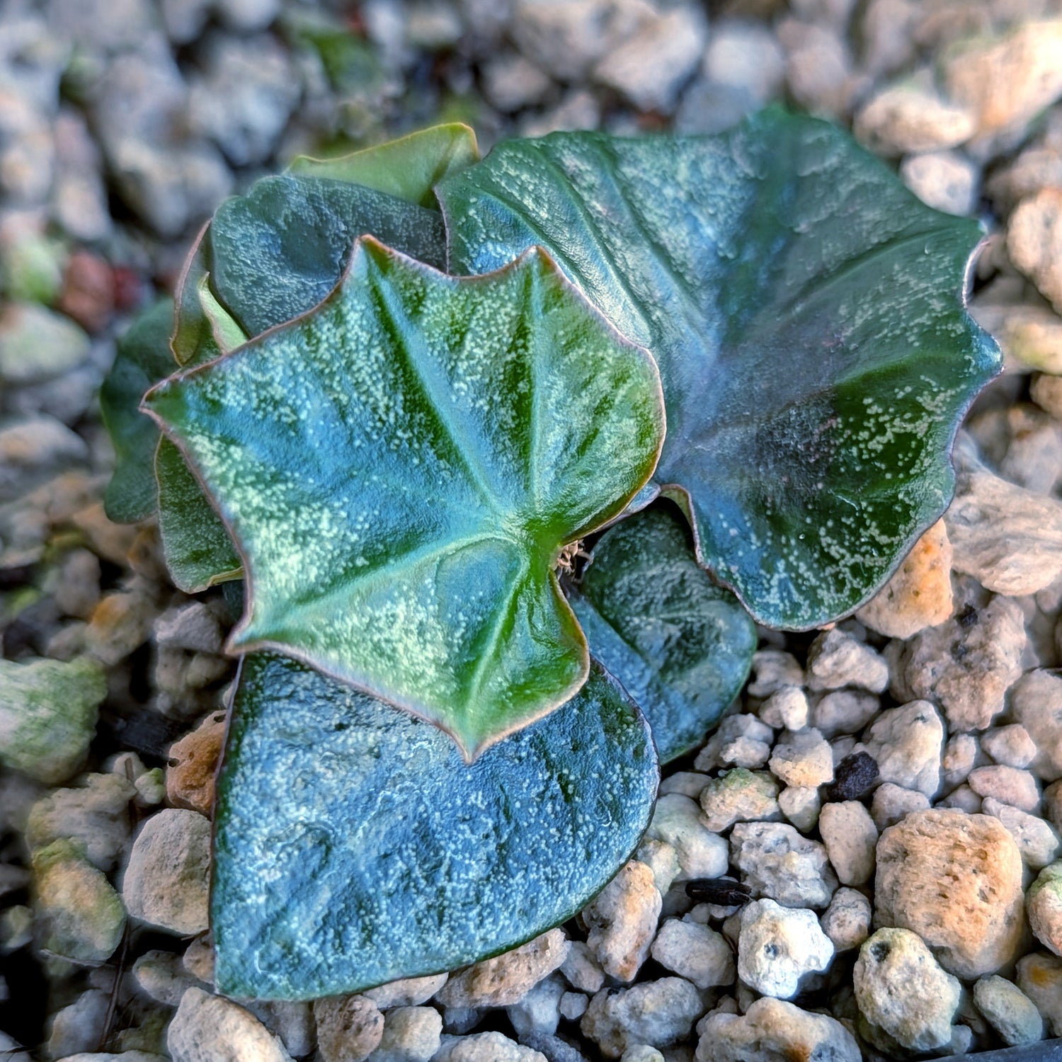 Euphorbia francoisii #12