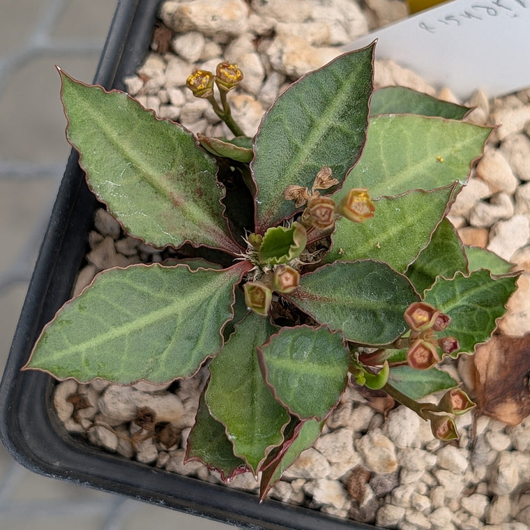 Euphorbia francoisii x cap-saintemariensis  #12