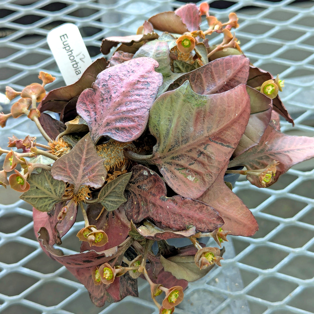 Euphorbia francoisii #12
