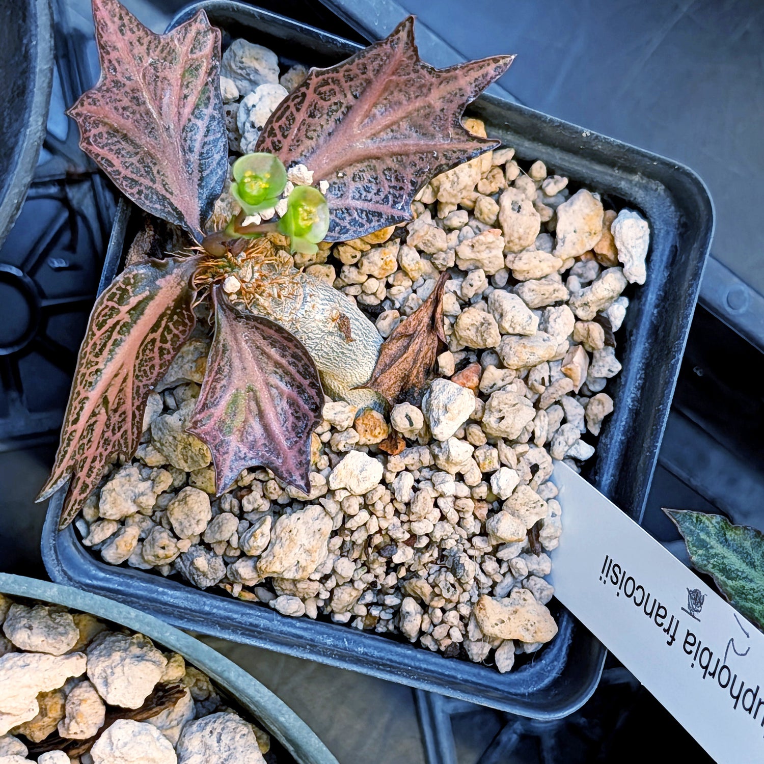Euphorbia francoisii #12