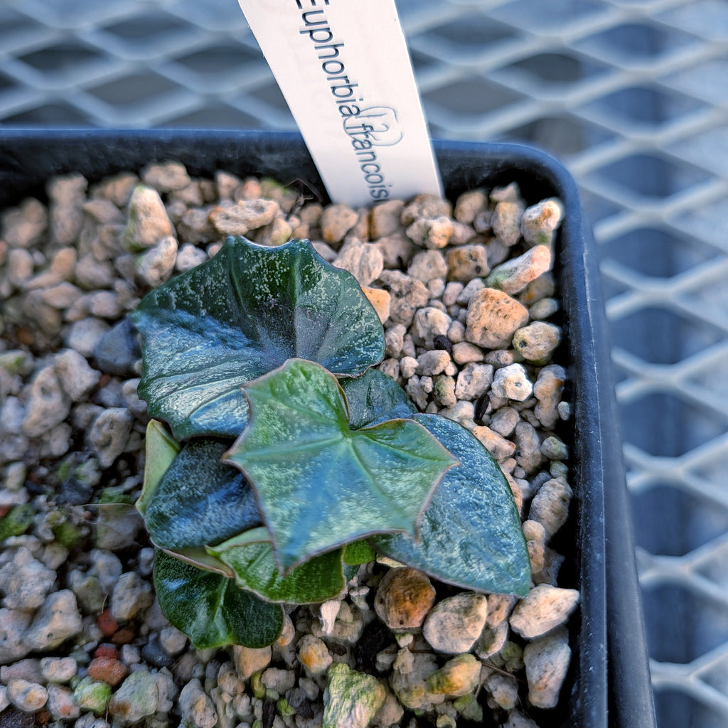 Euphorbia francoisii #12