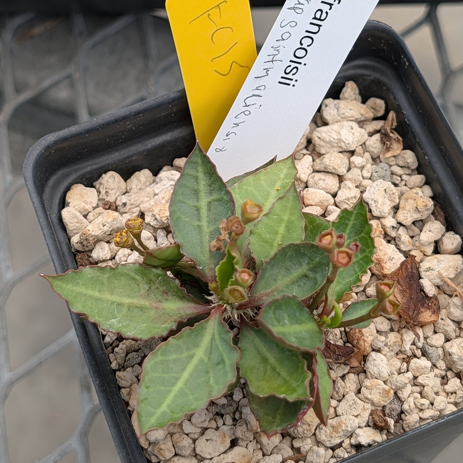 Euphorbia francoisii x cap-saintemariensis  #12