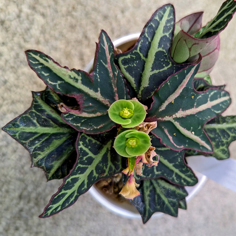 Euphorbia francoisii #12 SOLD OUT