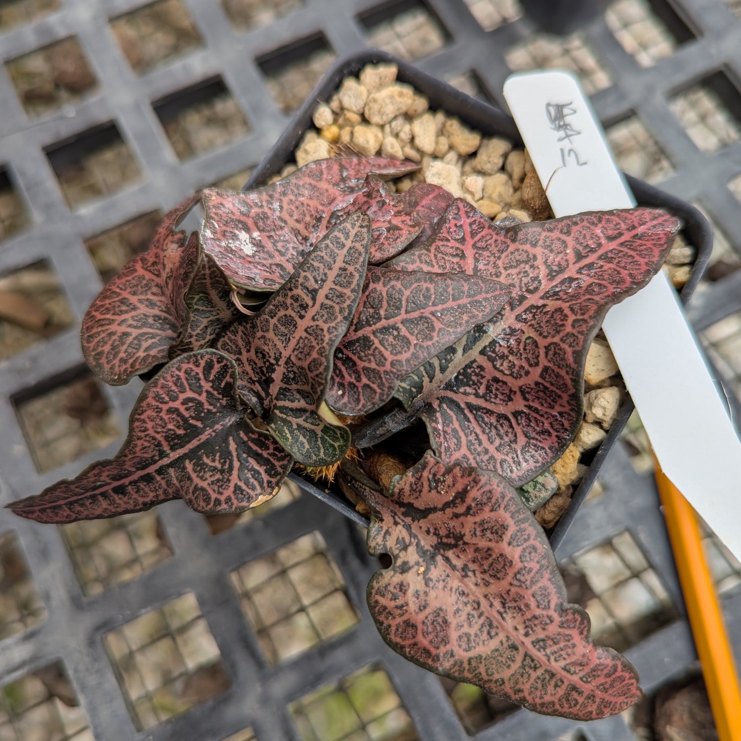 Euphorbia francoisii #12