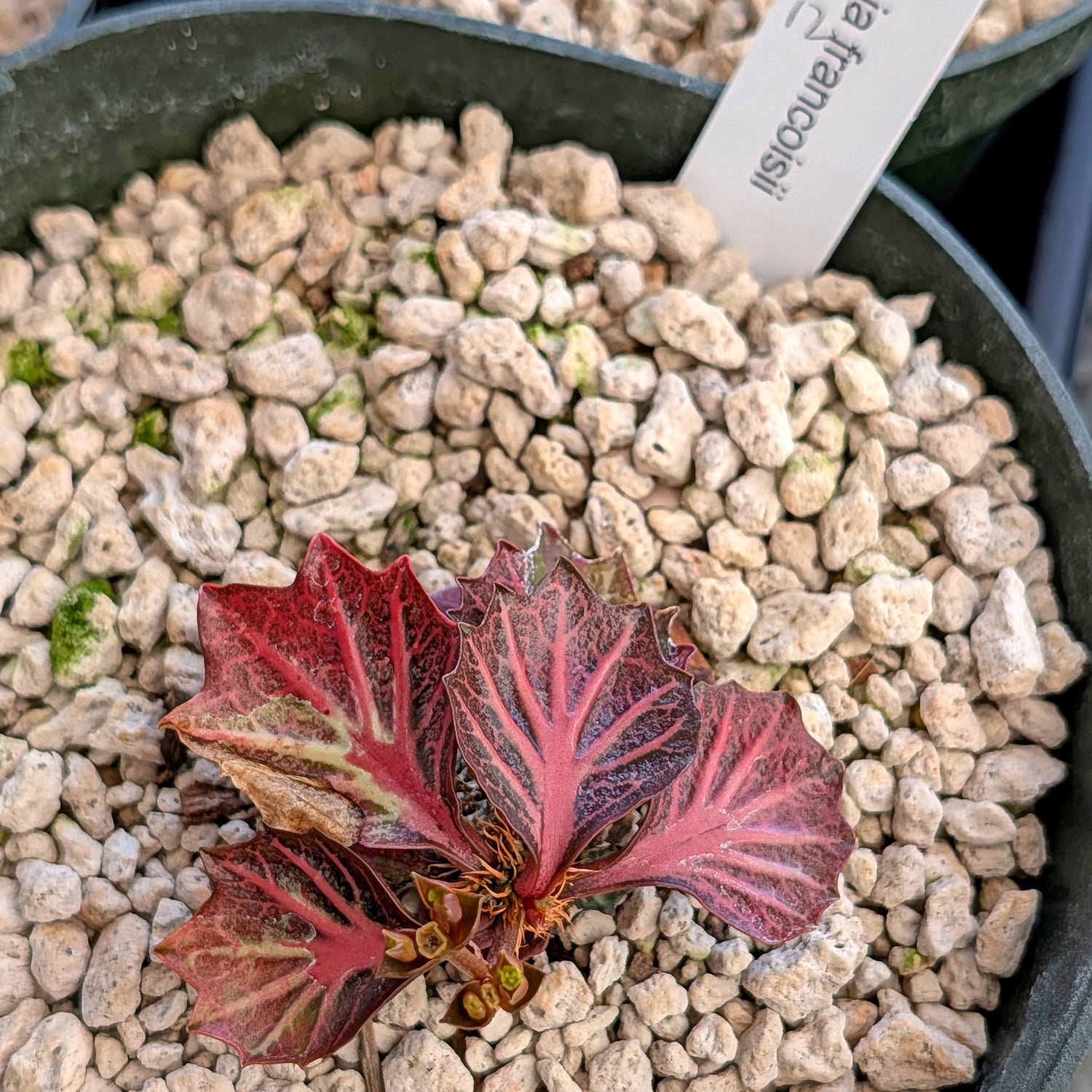Euphorbia francoisii #12