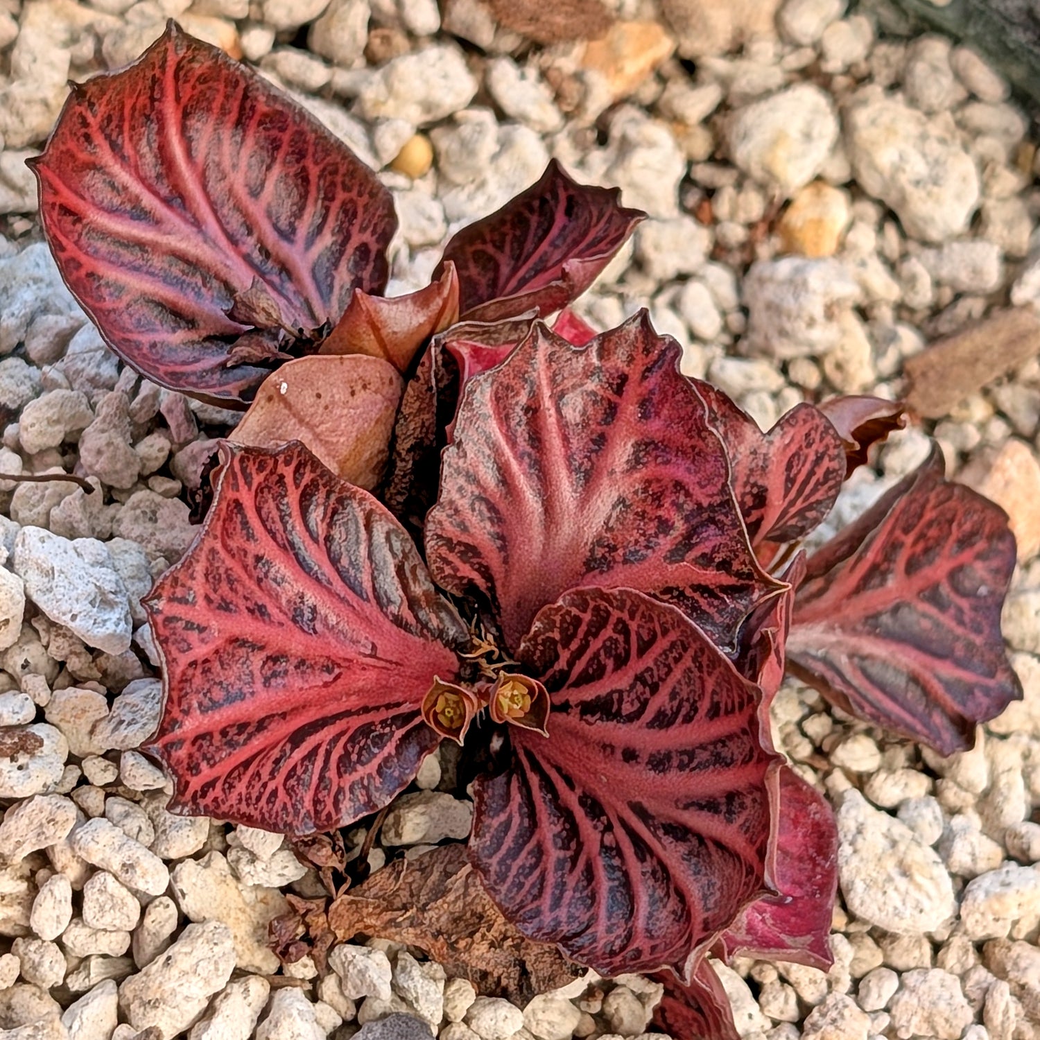 Euphorbia francoisii #12-2