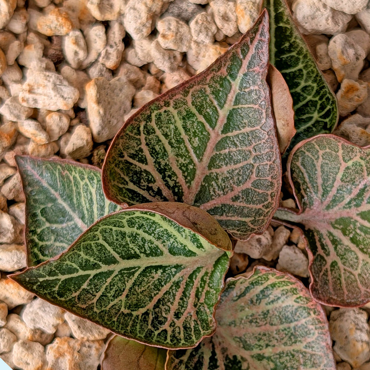 Euphorbia francoisii #13