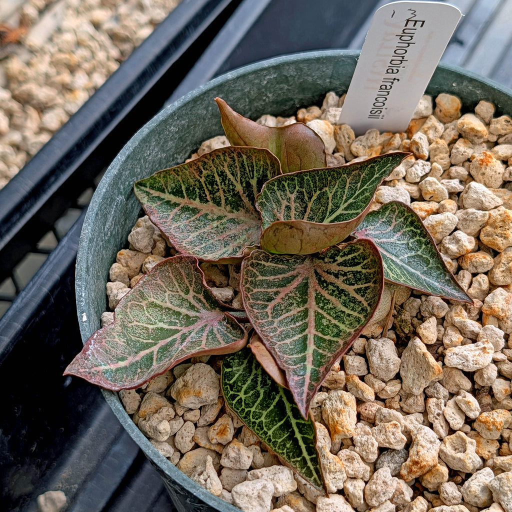 Euphorbia francoisii #13