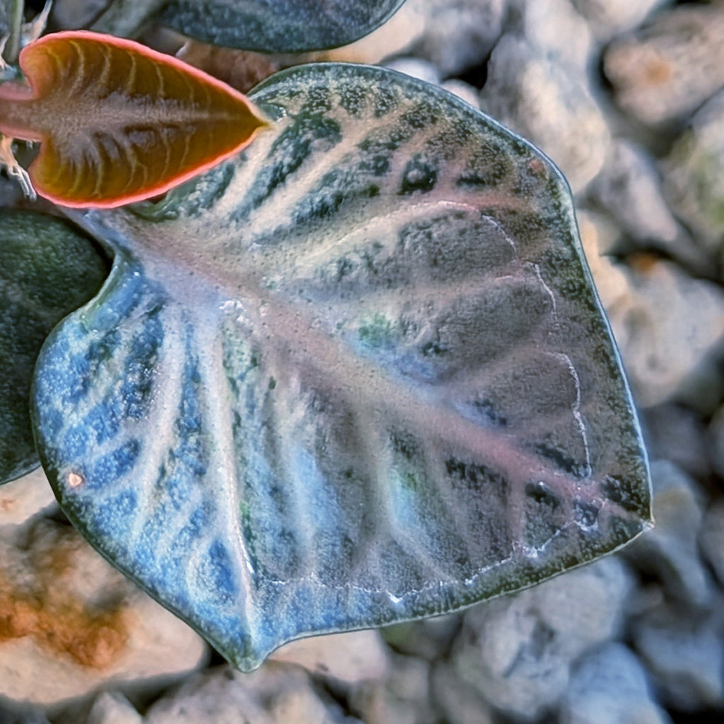 Euphorbia francoisii #13
