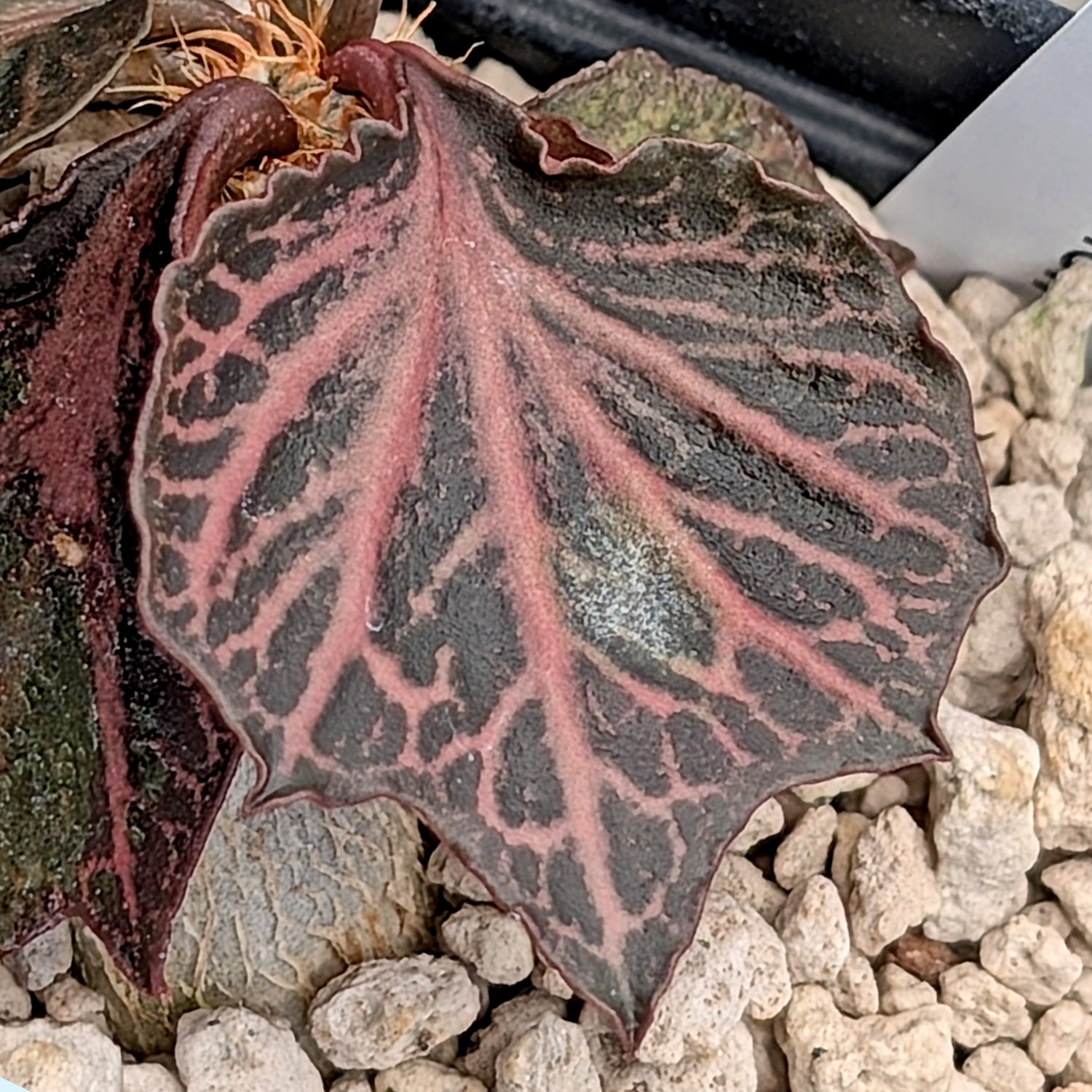 Euphorbia francoisii #13