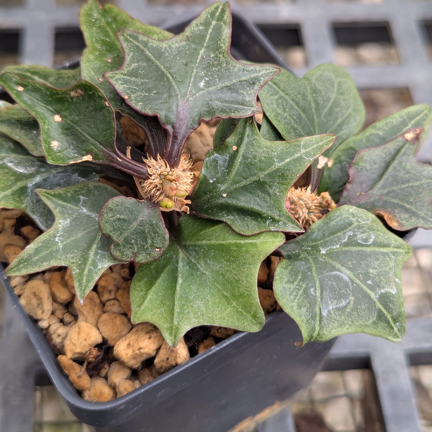 Euphorbia francoisii #13