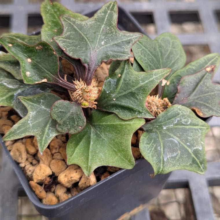 Euphorbia francoisii #13
