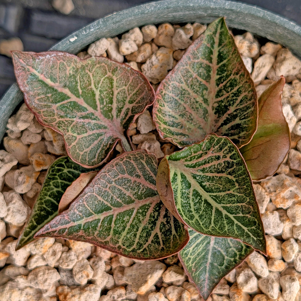 Euphorbia francoisii #13