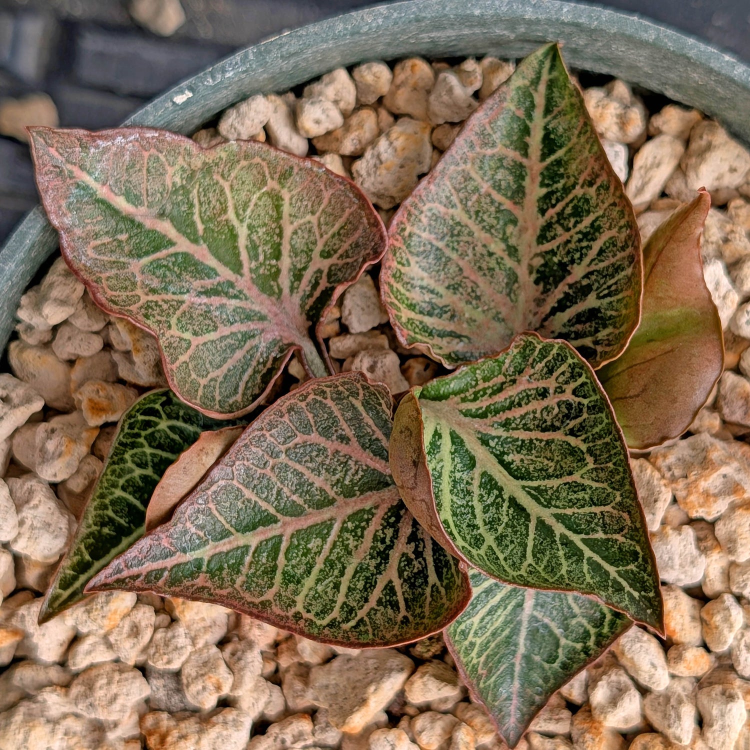 Euphorbia francoisii #13