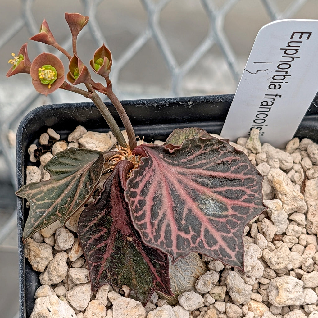Euphorbia francoisii #13