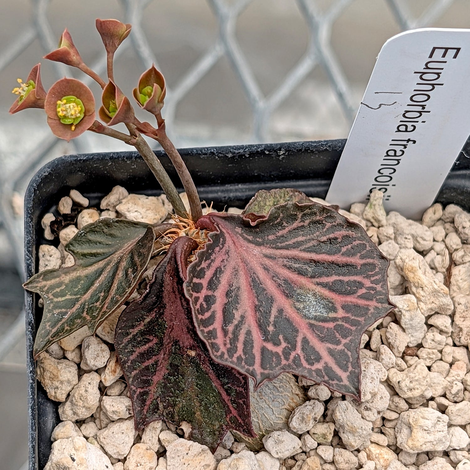 Euphorbia francoisii #13