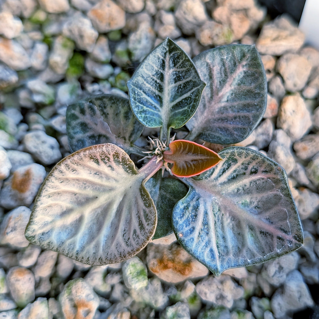 Euphorbia francoisii #13