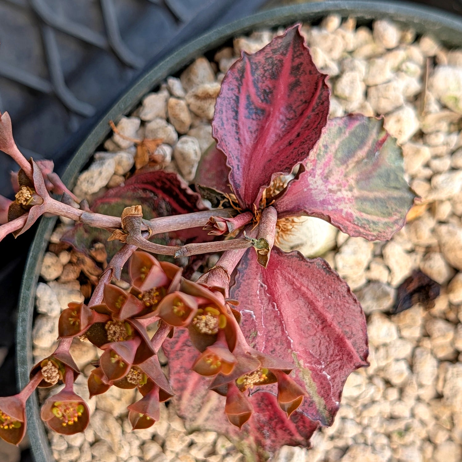 Euphorbia francoisii #13