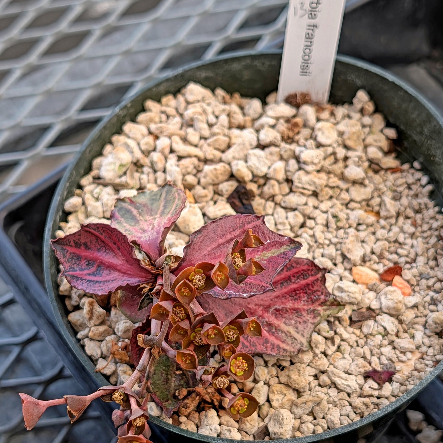 Euphorbia francoisii #13
