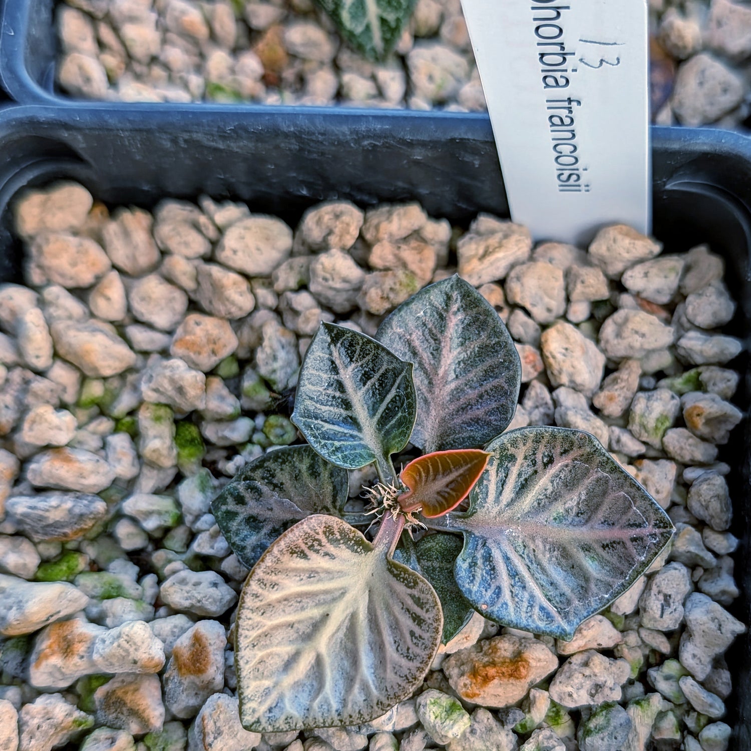 Euphorbia francoisii #13
