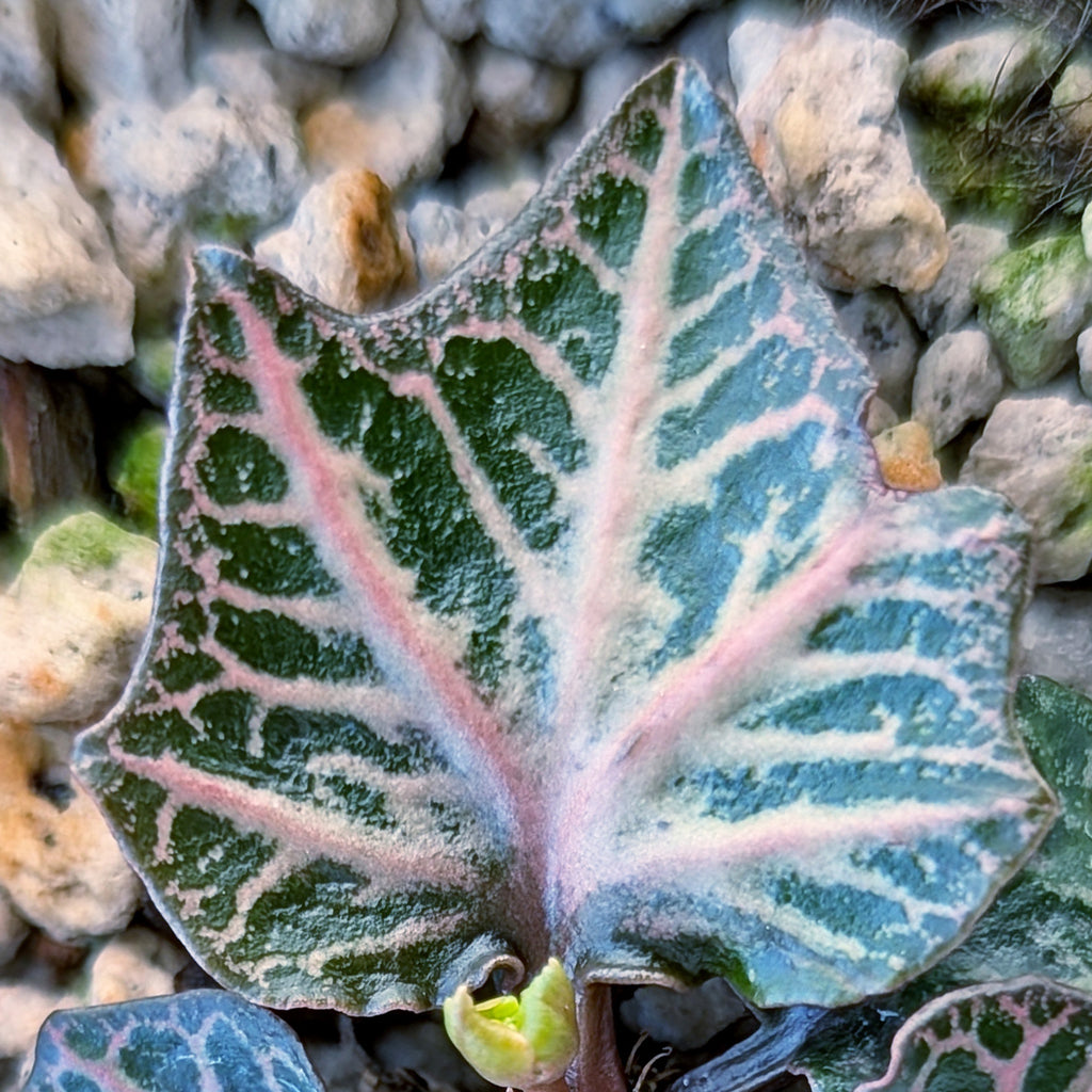 Euphorbia francoisii #14