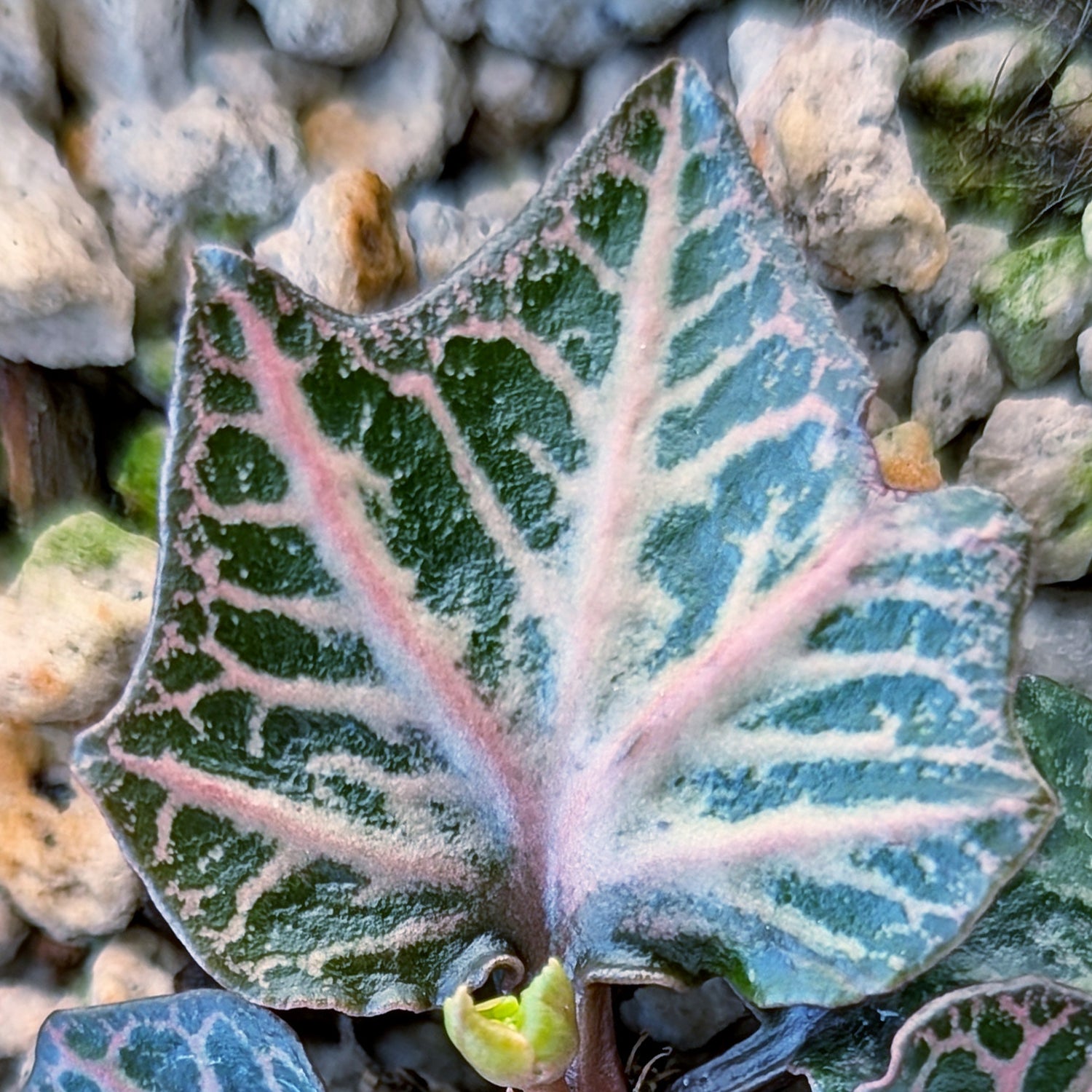 Euphorbia francoisii #14