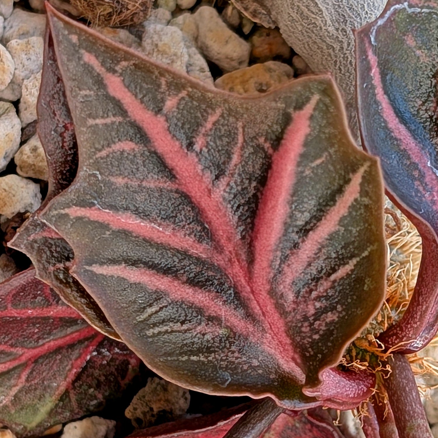 Euphorbia francoisii #14