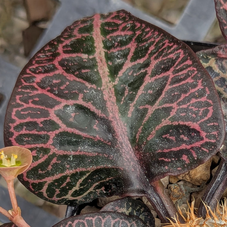 Euphorbia francoisii #14