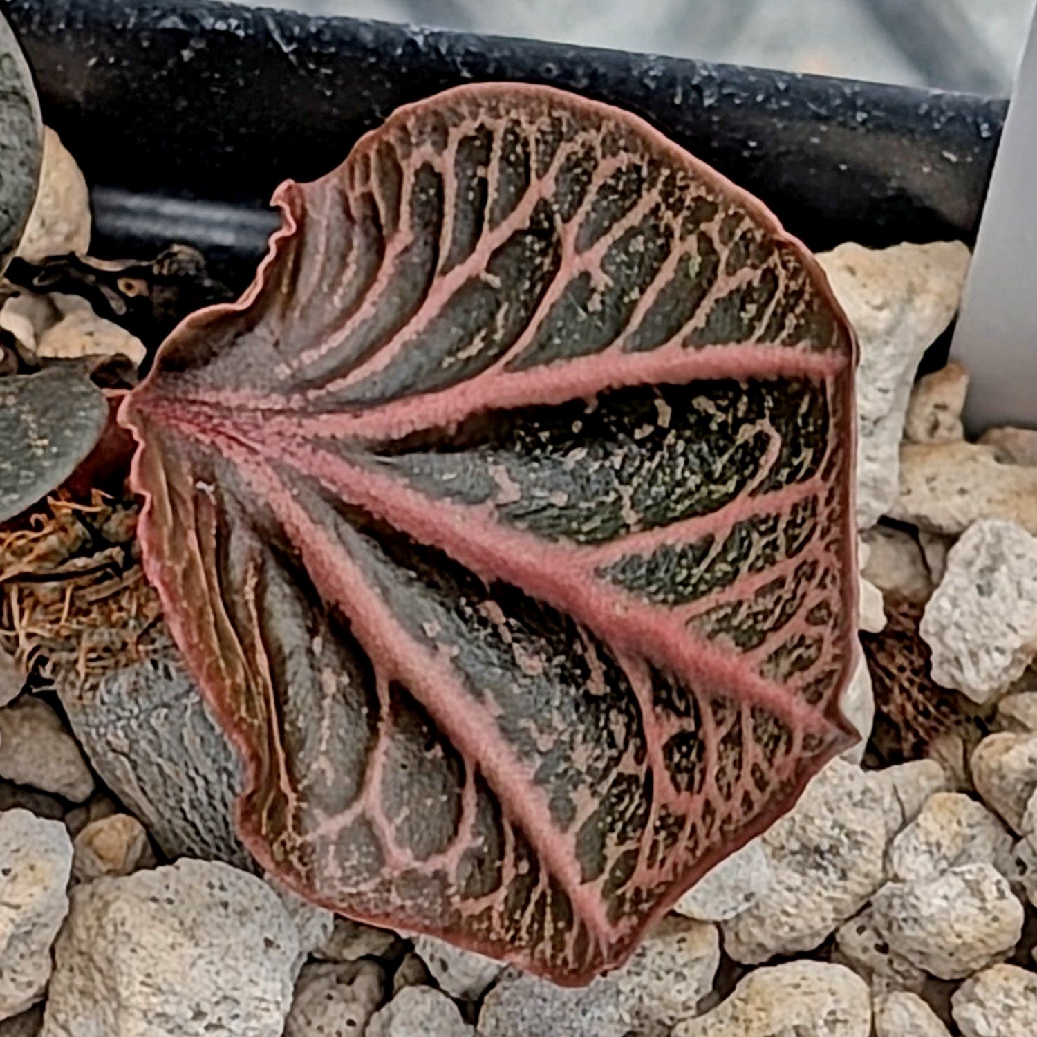 Euphorbia francoisii #14