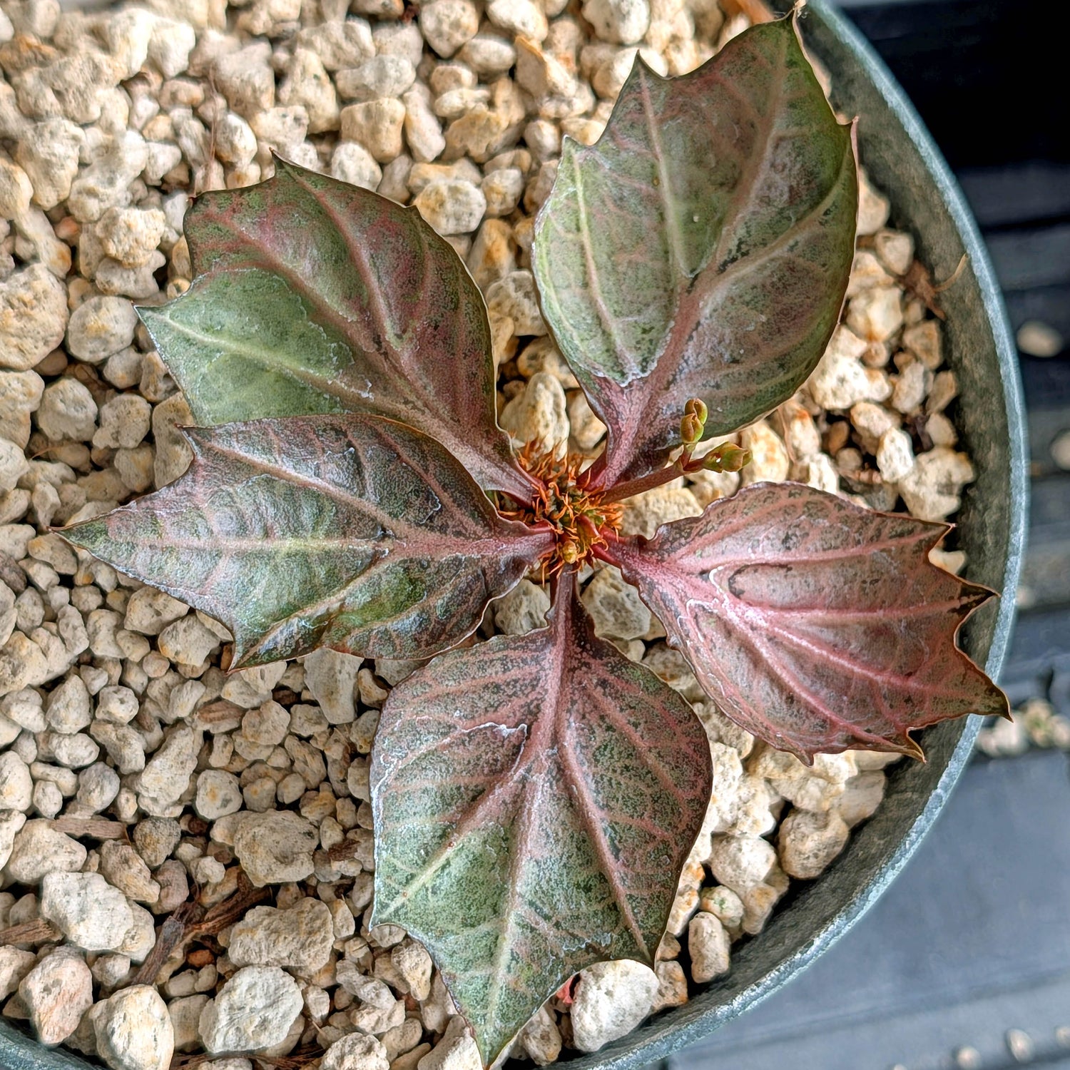 Euphorbia francoisii #14