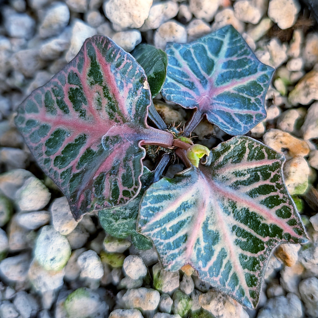 Euphorbia francoisii #14