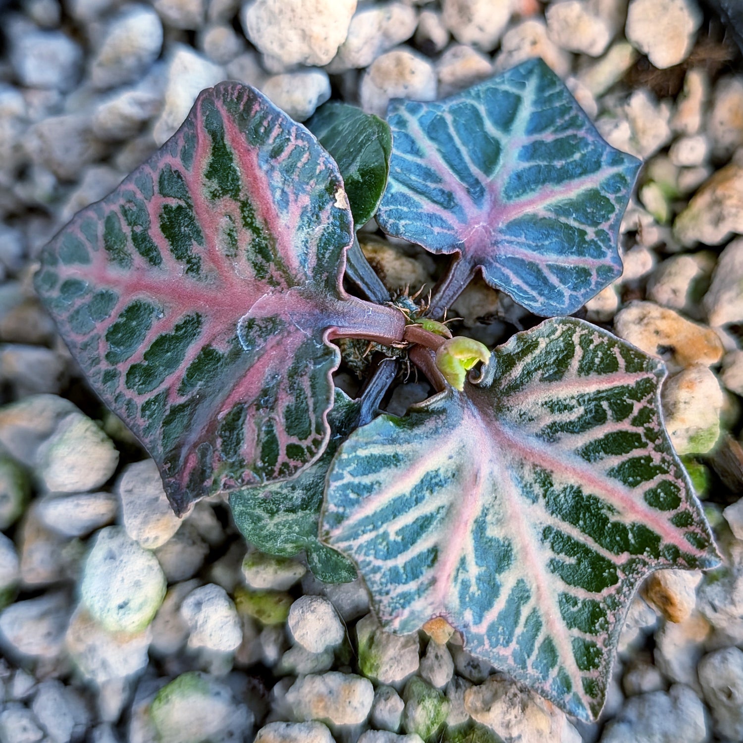 Euphorbia francoisii #14
