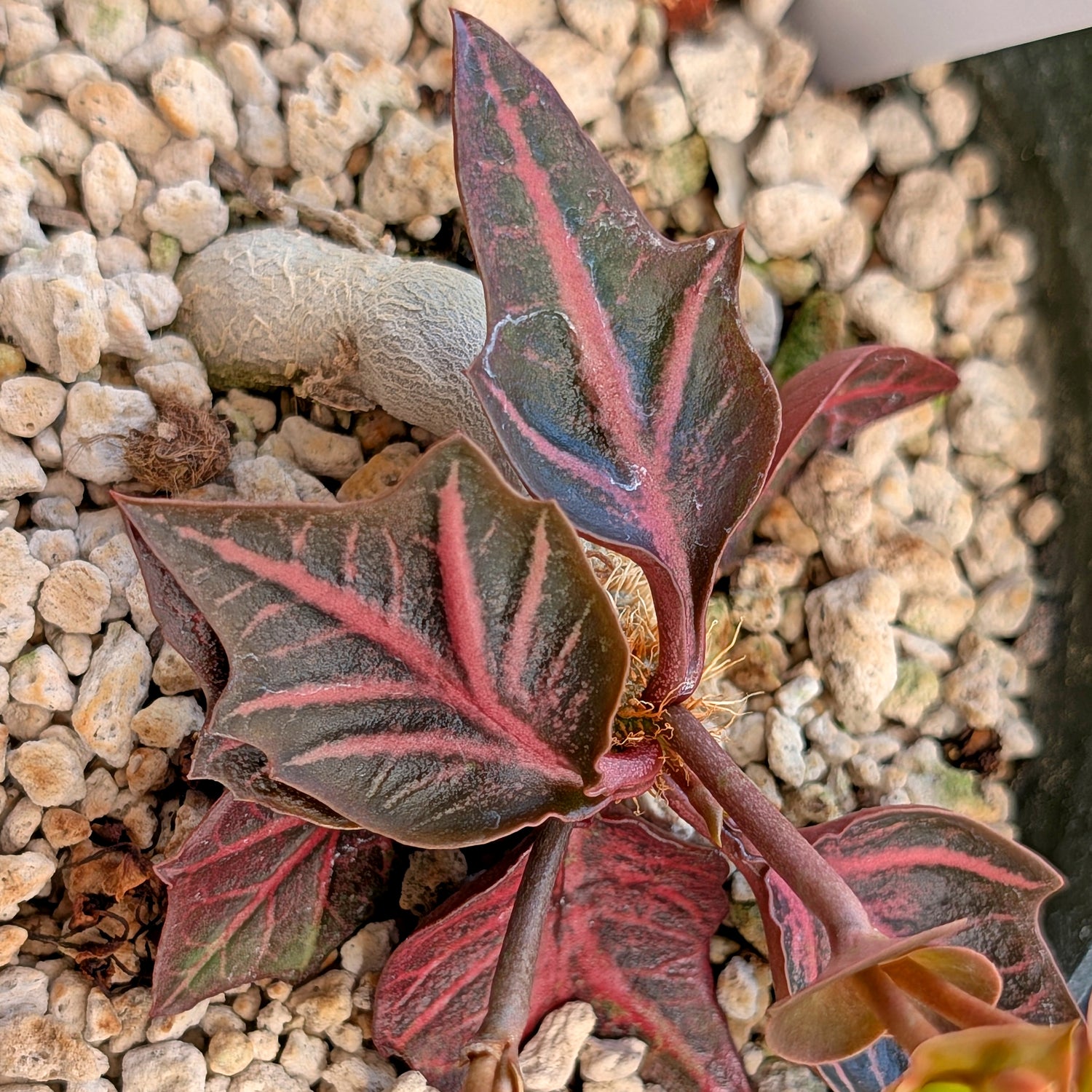 Euphorbia francoisii #14