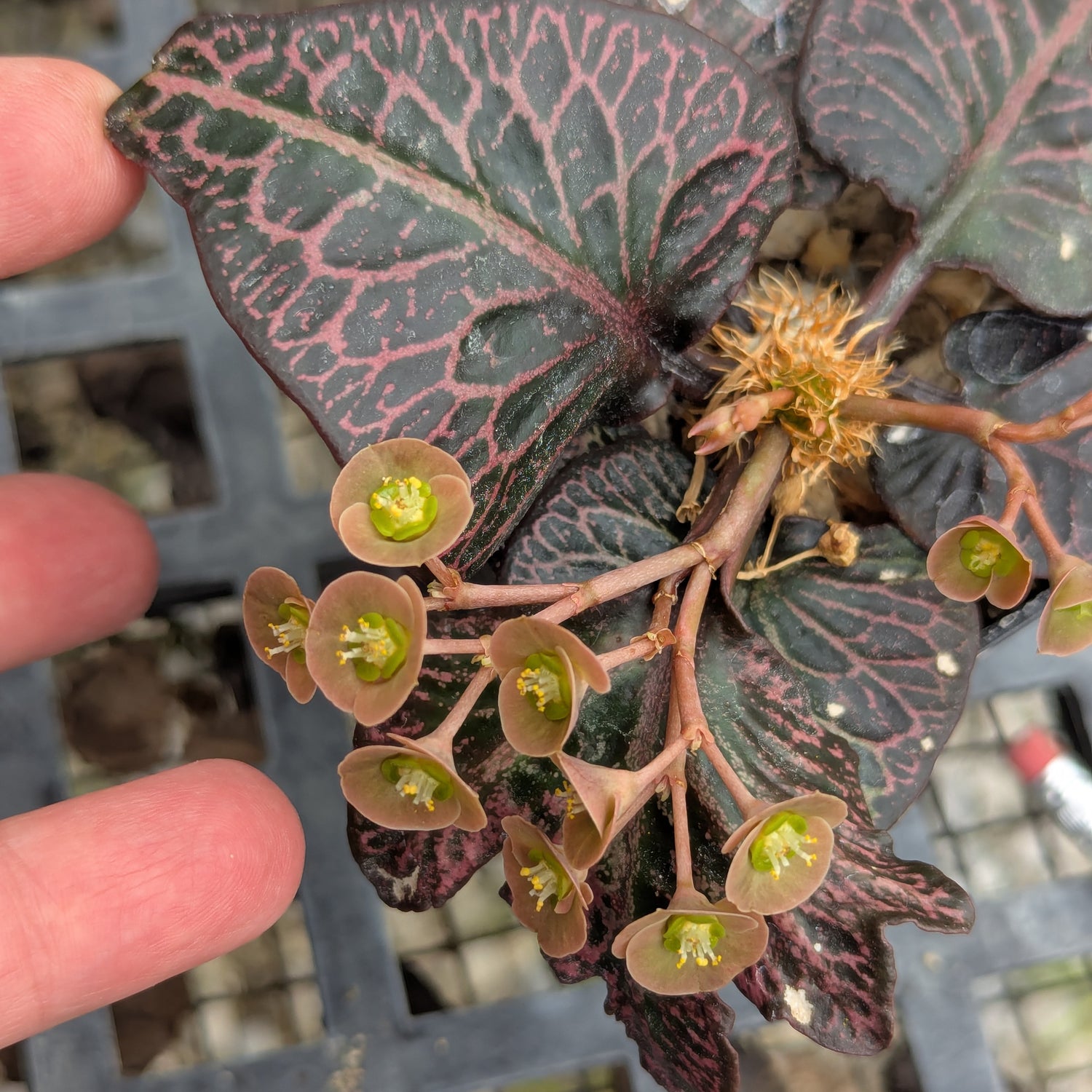 Euphorbia francoisii #14