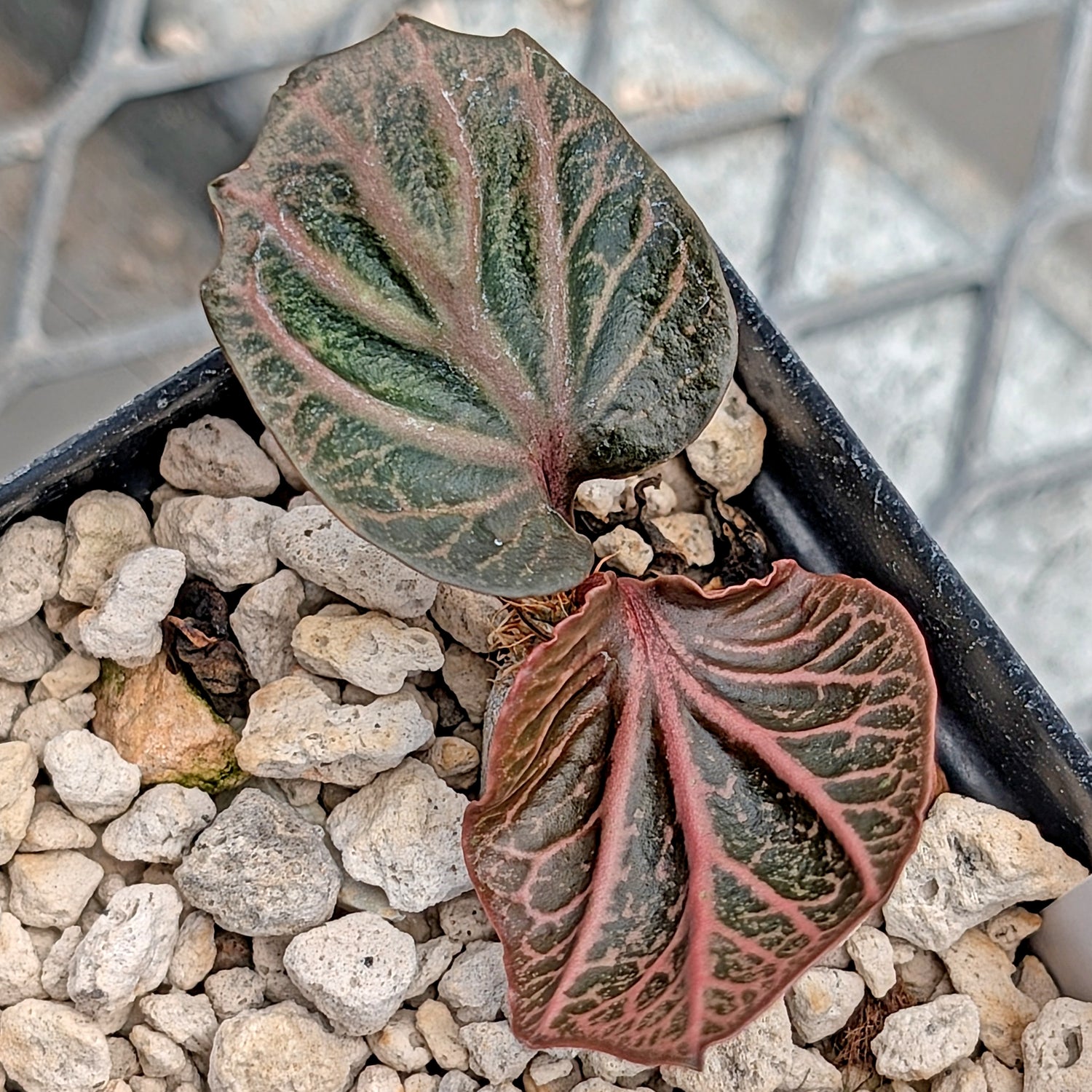 Euphorbia francoisii #14