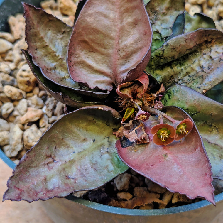 Euphorbia francoisii #14