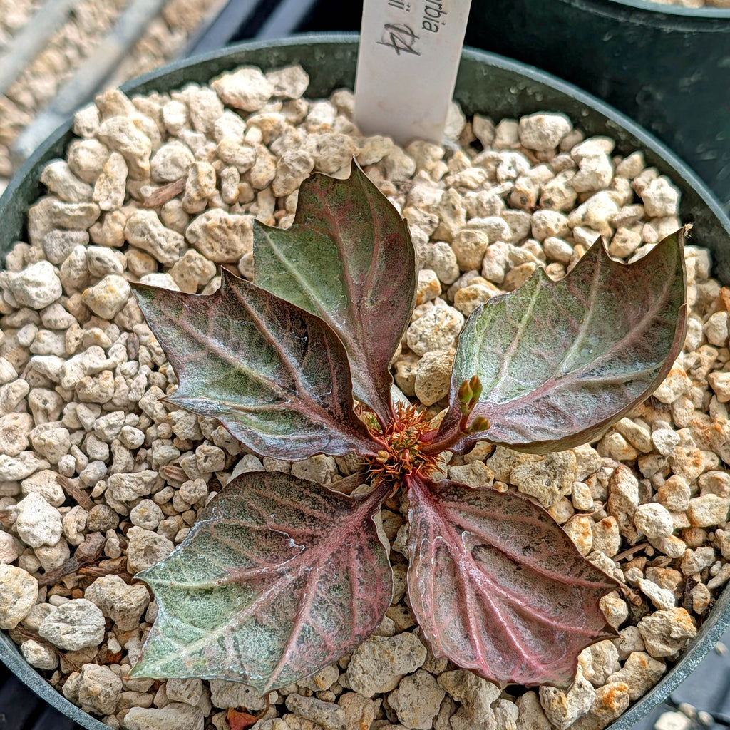 Euphorbia francoisii #14