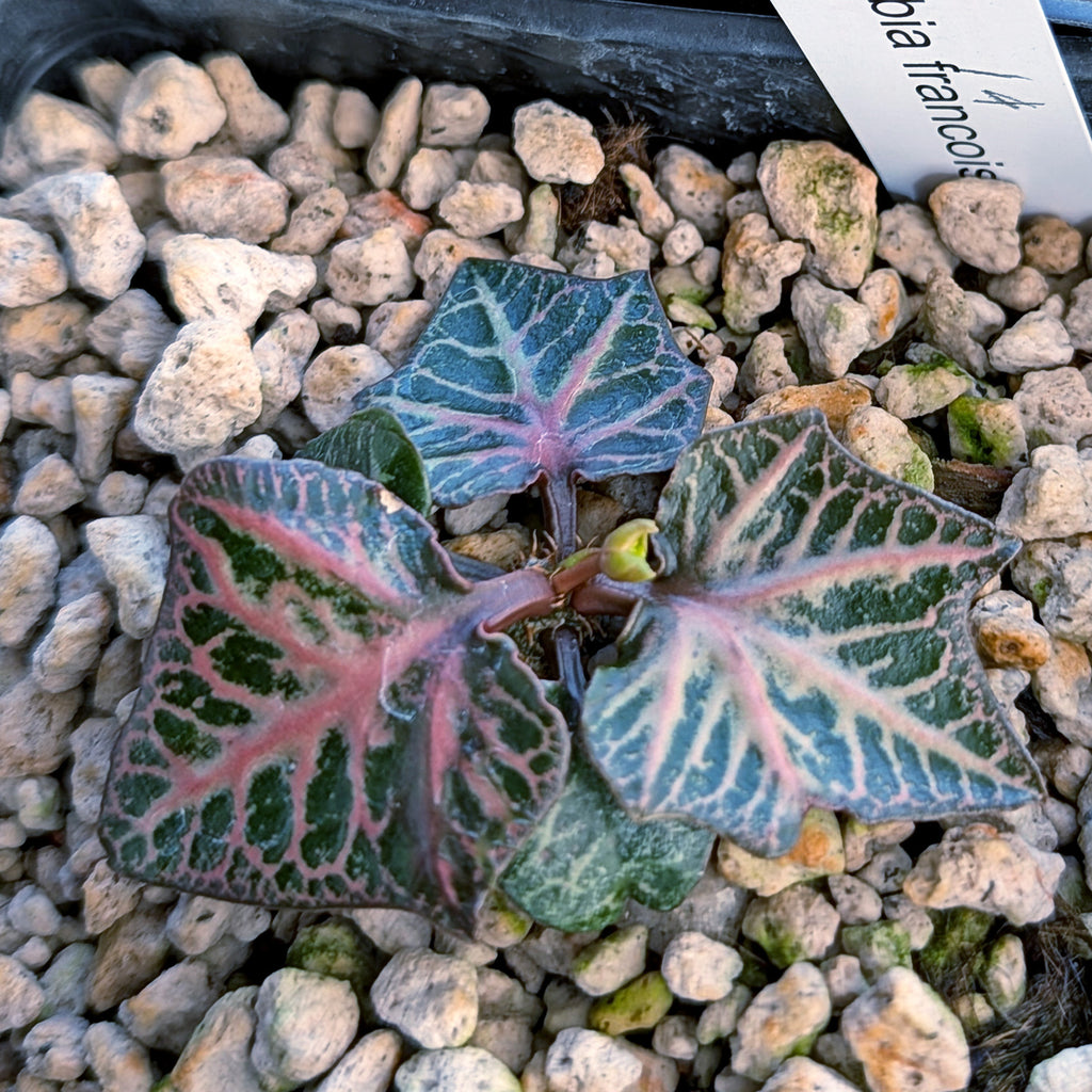 Euphorbia francoisii #14
