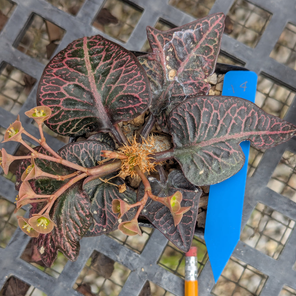 Euphorbia francoisii #14