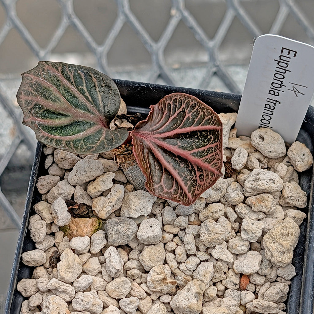 Euphorbia francoisii #14