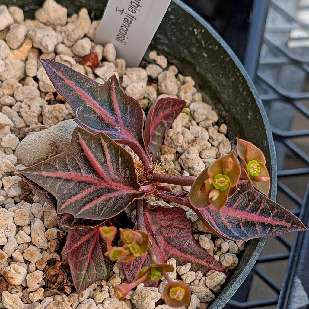 Euphorbia francoisii #14