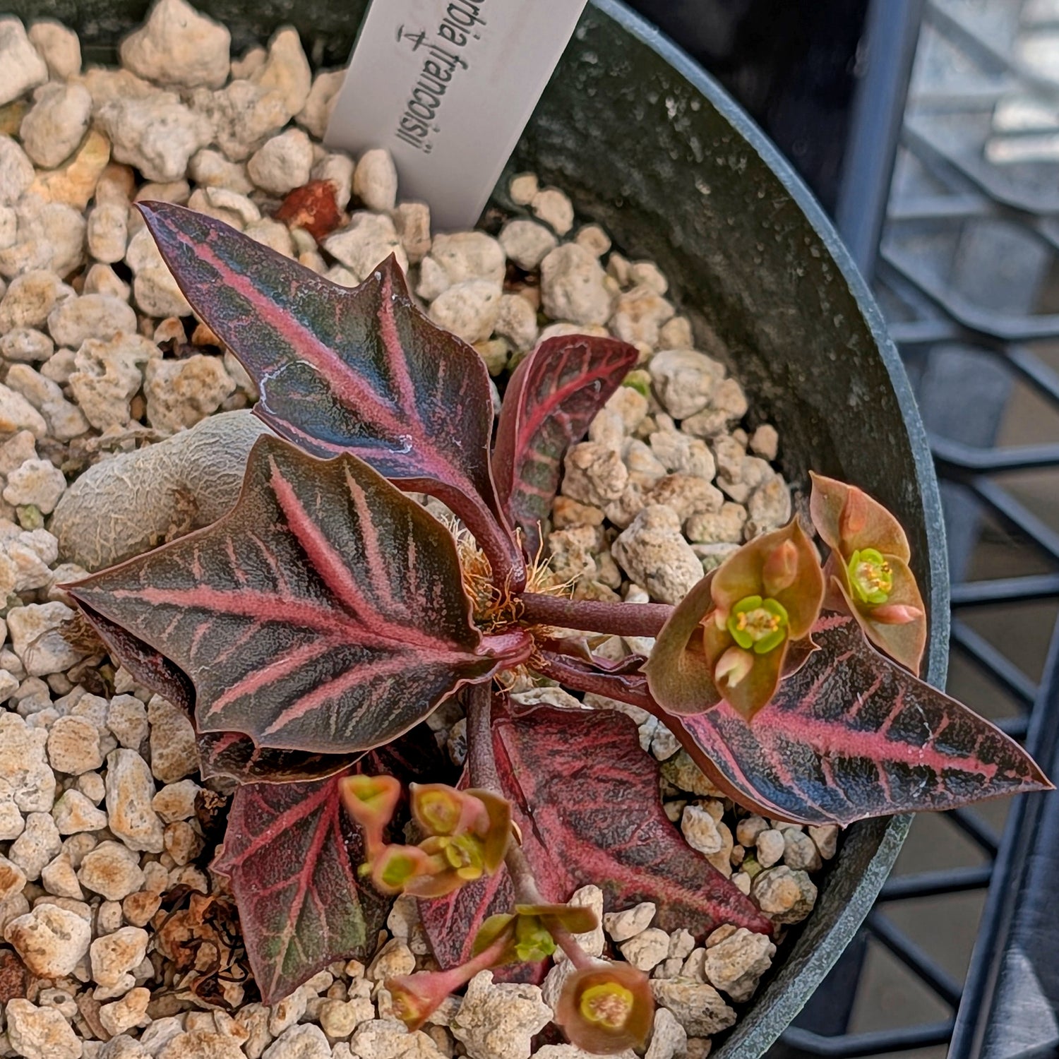 Euphorbia francoisii #14