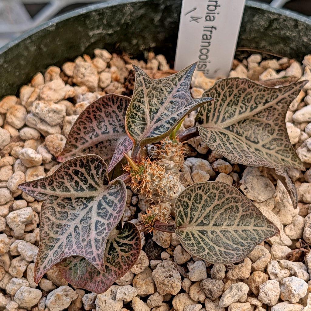 Euphorbia francoisii #14