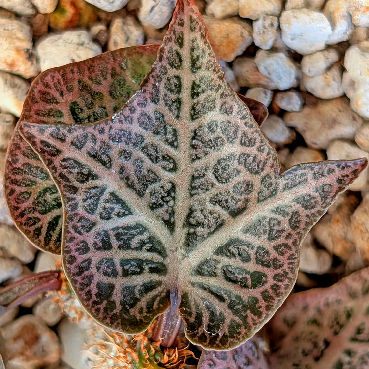 Euphorbia francoisii #14