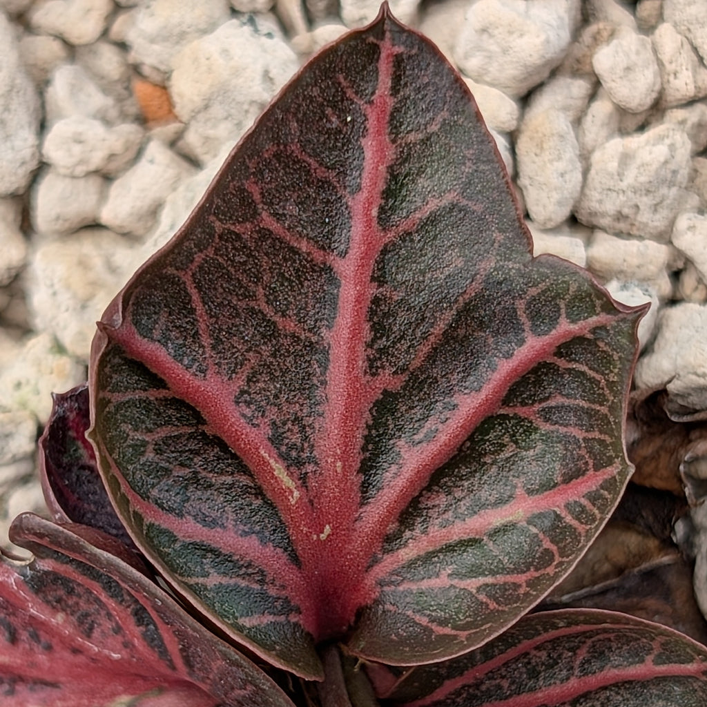 Euphorbia francoisii #15