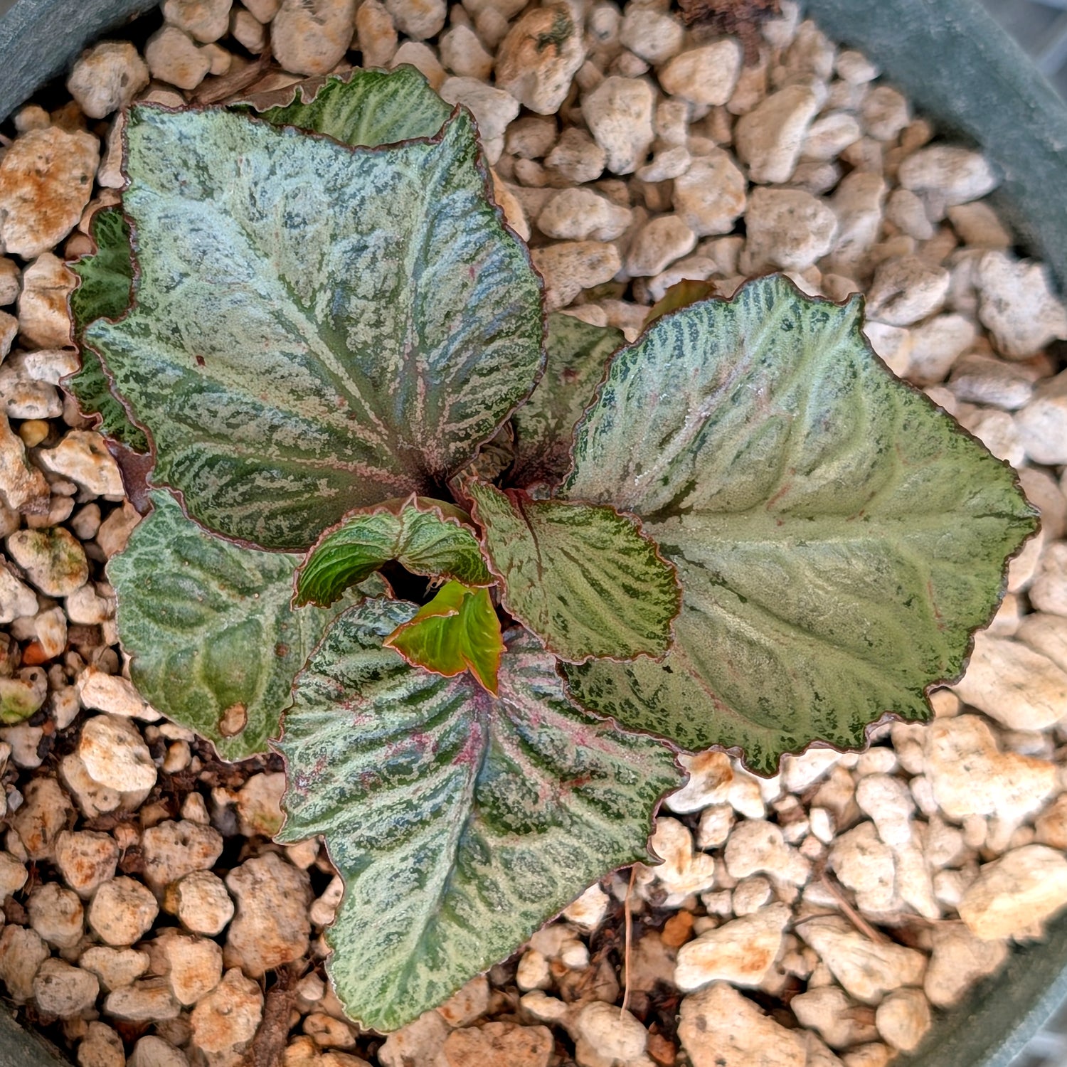 Euphorbia francoisii #15
