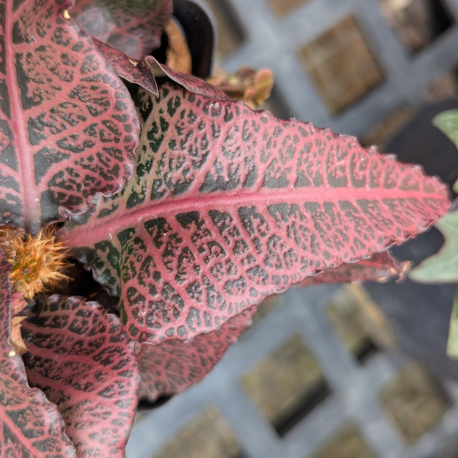 Euphorbia francoisii #15
