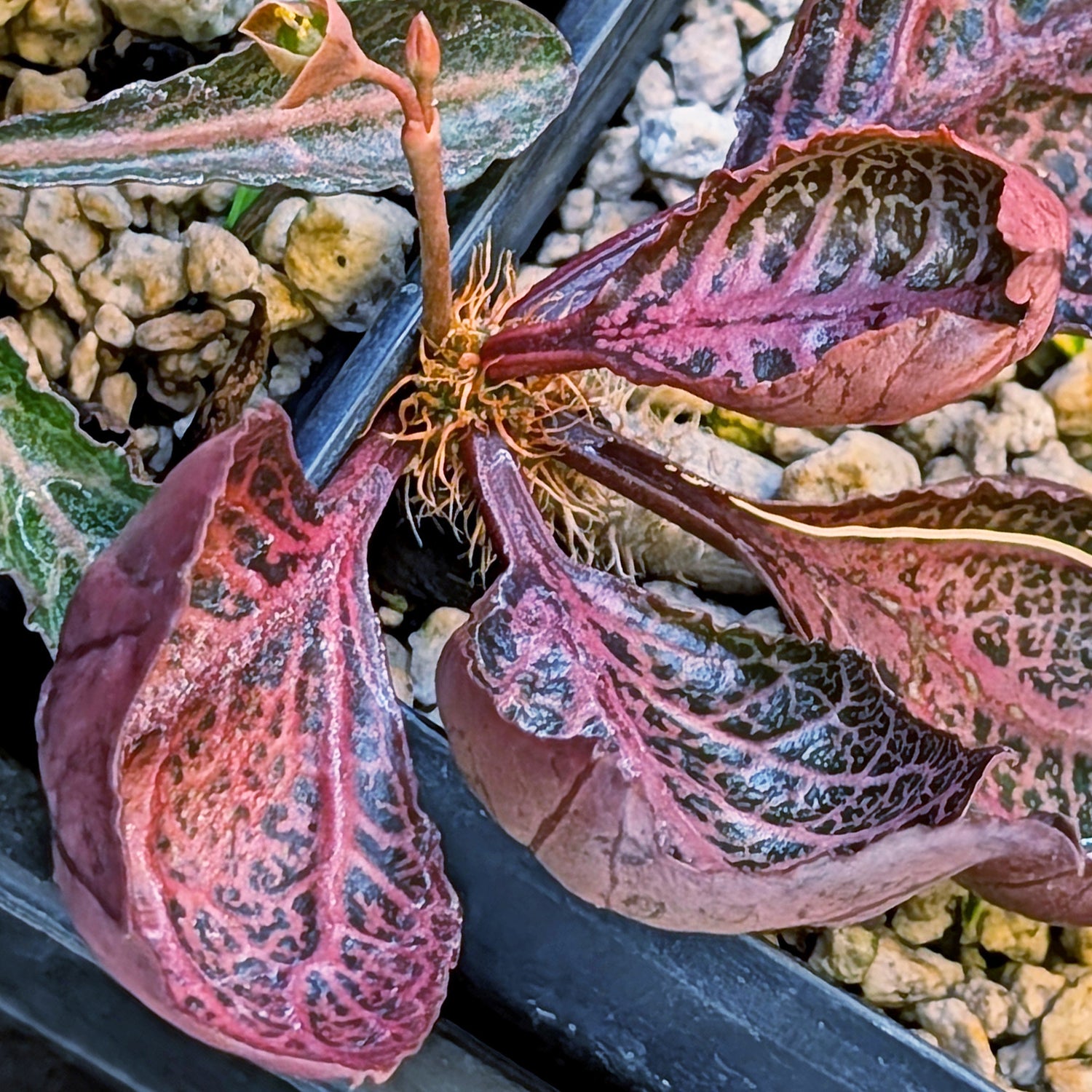 Euphorbia francoisii #15